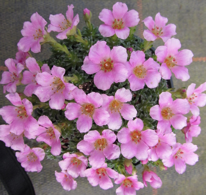 Saxifraga 'Strawberry Melba' 